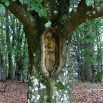 The Elusive Wood Spirit