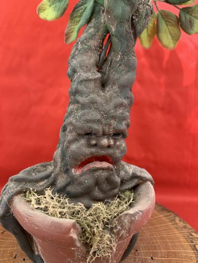 Adult Mandrake in a Pot