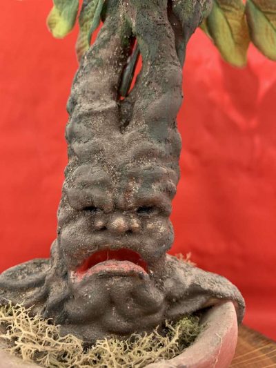 Adult Mandrake in a Pot