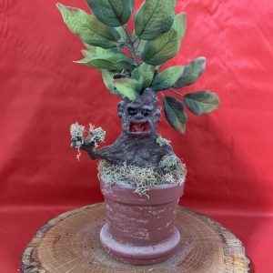 Baby Mandrake in a Pot